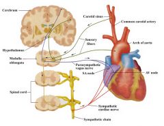 Arterial baroreceptors in the aortic arch and carotid sinus. 