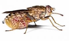 Tsetse flies 
Glossina spp.