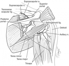 Placement at the junction of the medial two thirds and lateral third of the superior scapular border provides >= 10mm distance