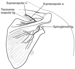 The suprascapular nerve originates from the fifth and sixth anterior cervical roots. The suprascapular
nerve takes form at Erb’s point from the upper
trunk of the brachial plexus. The nerve then travels laterally, across the posterior cervical...