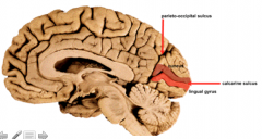 cuneus gyrus

lingual gyrus