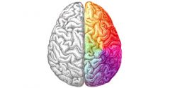 Vad gör höger hjärnhalva av cerebrum?