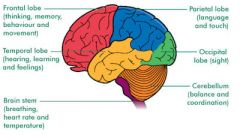 Synbark, bak
Hörselbark, sidorna
Somatosensorisk och motorisk bark, mitt i hjärnan