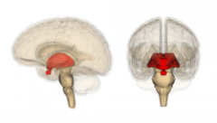 I vilka delar delas mellanhjärnan (diencephalon) upp?