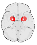 Vad gör amygdala?