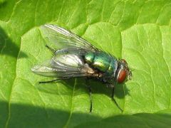 Which genus of fly is this?