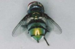 Which species of fly is this?