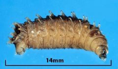 Which species of fly larva is this?