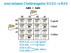 -heterozygote cross: 9:3:3:1 → 9:3:4

-e.g. coat colour in mice
-gene A: distribution of pigment in hair: allele A (wild type/agouti/banded), allele a (black colour)
-gene B: production of pigment in hair: allele B (allows pigmentation to occur)...