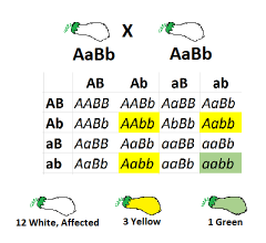 -occurs when a dominant allele at one gene locus masks the expression of the alleles at a second locus
-heterozygote cross: 9:3:3:1 → 12:3:1
-e.g. genes A & B determine squash colour
-dominant allele A (AA or Aa) → white fruit colour regardles...