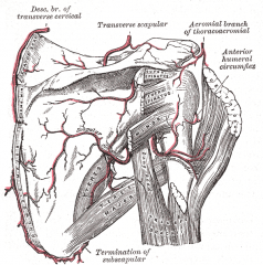 If the axillary artery were ligated distal to the thyrocervical trunk, blood would flow from the subclavian through the thyrocervical trunk into the transverse cervical and suprascapular arteries. The transverse cervical anastomoses with the Dorsa...