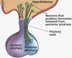 Vad består hypofysens framlob av 