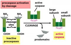 each suicide protease is made as an inactive proenzyme (procaspase), which usually is activated by proteolytic cleavage by another member of the caspase family. as indicated, two of the cleaved fragments associate to form the active site of the ca...