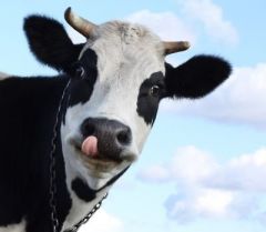 Hur påverkas en ko av en stärkelserik kost? 