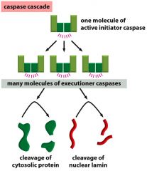 each activated caspase molecule can claeve many procaspase molecules, therby activating them, and these can then activate even more procaspase molecules. in thsi way, an initial activation of a small number of procaspase molecules (called initiato...
