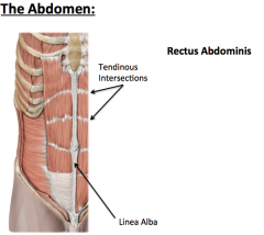 LINEA ALBA=  oblique muscles and transversus abdominis become aponeuroses (flat broad tendons) that invest around Rectus Abdominis 