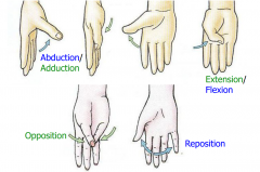 Thumb is rotated 90 degrees so movements are a bit different.
