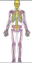 Axial=yellow (protects vital things)
Appendicular- purple, includes scapula and clavicle.
Costal cartilage-ribs
Articular cart- joints
