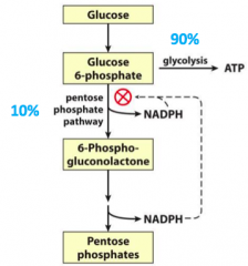 - 90% for Glycolysis
- 10% for Pentose Phosphate Pathway