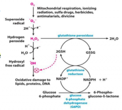 Glucose 6-Phosphate Dehydrogenase Deficiency
- Defect in the pathway responsible for reducing oxidants
- Causes a build up of Glucose 6-Phosphate
- Decreased glutathione production
- Inability to reduce oxidant stressors