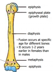 The DIAPHYSIS grows at the region of the growth plate and METAPHYSIS by proliferation of cartilage.  Eventually bone replaces cartilage at growth plate; growth ceases and diaphysis fuses with epiphysis- SYNOSTOSIS.