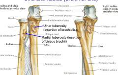 Ulna is more stationary