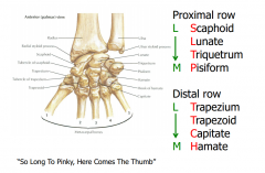 So Long To Pinky, Here Comes the Thumb, makes a C. Scaphoid, Lunate, Triquetrum, Pisiform, Hamate, Capitate, Trapezoid, and Trapezium.