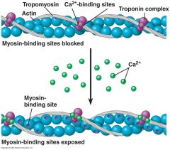 1. Actin (double helical)
2. Tropomyosin
3. Ca++ binding sites
4. Troponin complex
5. Calcium ions (Ca++)
6. Exposed myosin binding site.