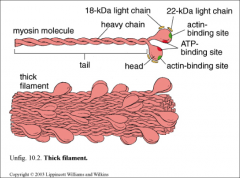 1. The ATP binding site
2. The Actin binding site