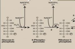 1) glucose 6 phosphate dehydrogenase and 6-phosphogluconolactone hydrolyase 


2) 6-phosphogluconate dehydrogenase