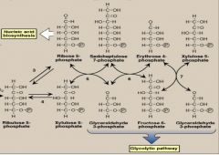 3) ribose 5 phosphate isomerase 


4) phosphopentose epimerase


5) 7) transketolase 


6) transaldolase 


net reaction 3 G6P --> 3CO2 + 2 F6P + 1 Glyceraldehyde 3-phosphate 
