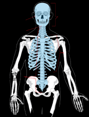 skull, vertebral column, thorax