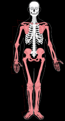 pectoral girdle, upper limb/extremity, pelvic girdle, lower limb/extremity