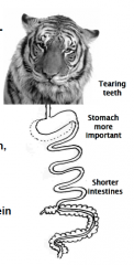 Digestion in Carnivores