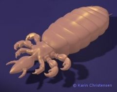 What sort of louse is this?