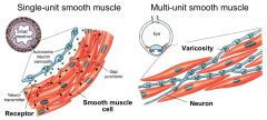 1. Smooth unit muscles aer not electrically linked and must be stimulated independently - found in the iris of the eye 
2. Single unit smooth muscle cells are connected by gap junctions and the cells contract as a single unit - Can be found in the...
