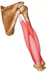 Origin: Long head: infraglenoid tubercle of scapula; Lateral head: posterior surface of humerus, superior to radial groove; Medial head: posterior surface of humerus, inferior to radial groove

Insertion: Olecranon
Action: Elbow extension
Inne...