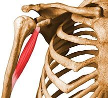 Origin: Coracoid process
Insertion: Medial mid-humerus
Action: Flexion, adduction of the arm
Innervation: Musculocutaneous (C5-C7)