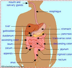3.	List the sequence of parts of the digestive tract that food passes through.