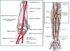 ▪   	Deep brachial (also known as the profunda, this artery accompanies the radial nerve posteriorly in the triangular interval)
  	▪   	Superior and inferior ulnar collateral arteries
  	▪   	The nutrient and muscular branches
  	▪   	...