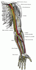 Dives into coracobrachialis at ~5-8 cm distal to the coracoid and travels between the biceps and brachialis innervating the coracobrachialis, long and short heads of the biceps, and half of the brachialis (other half by radial nerve). It terminate...