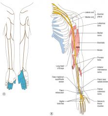 Formed by contributions from the medial and lateral cords of the brachial plexus with contributions from the full plexus (C5-T1).  The median nerve does not provide motor or sensory innervation until reaching the elbow.

The nerve courses down t...