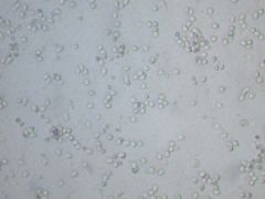 Microsporidium 