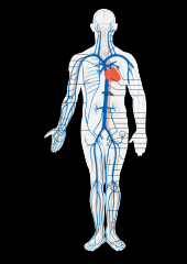 Deliver deoxygenated blood from body parts back to the heart. 64% of blood is in systemic veins and venules.