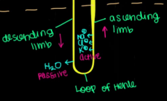 By actively pumping ions into medulla, water is reabsorbed passively in descending limb (multiply water absorbed)