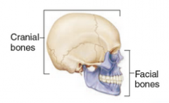 8 cranial bones and 14 facial bones