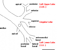 at the upper lobe bifurf, the superior seg comes off at 12, the lingular at 6.
