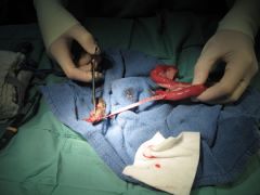 Splenectomy


Ovariohysterectomy


Intestinal foreign body removal


Nephrectomy