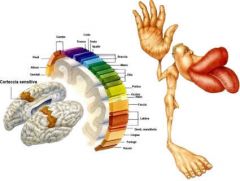 Le aree che controllano la faccia, le dita, la mano, il braccio, il tronco, la gamba e il piede sono disposte ordinatamente lungo tutto il giro precentrale