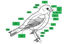 Anatomy of a Bird